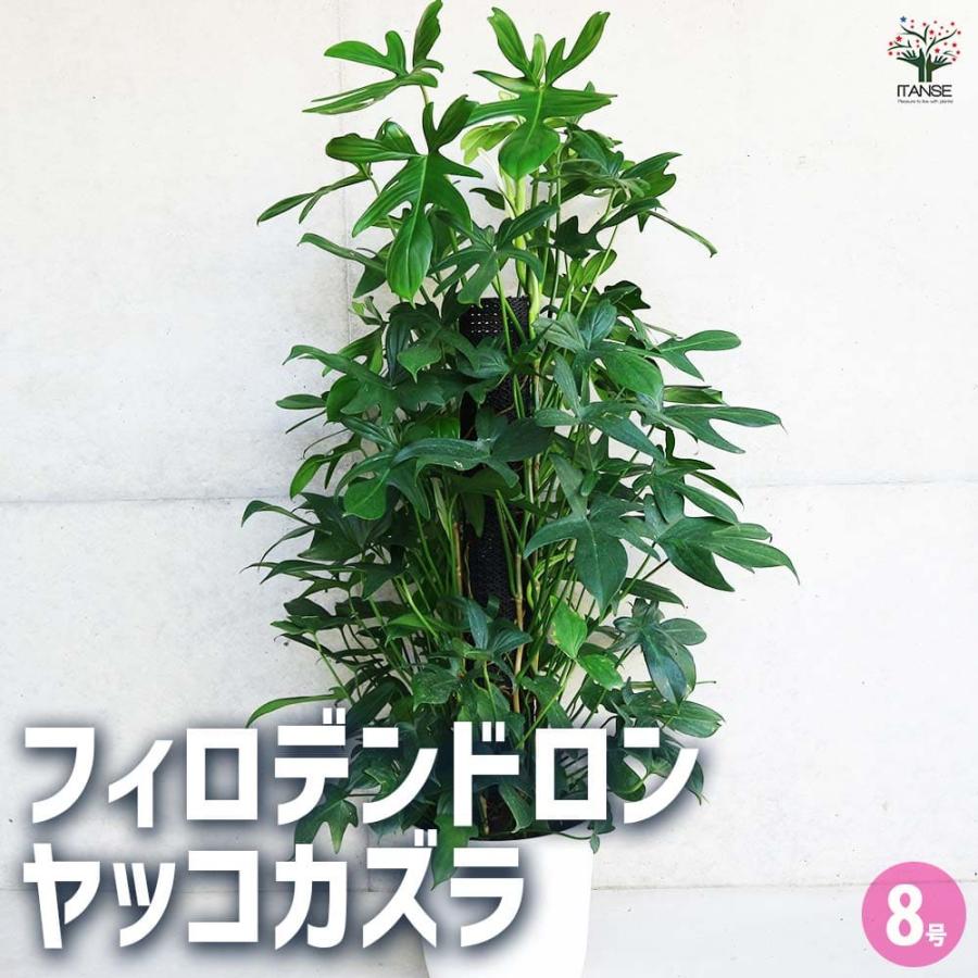 フィロデンドロン ヤッコカズラ 【観葉植物 8号／1個売り】