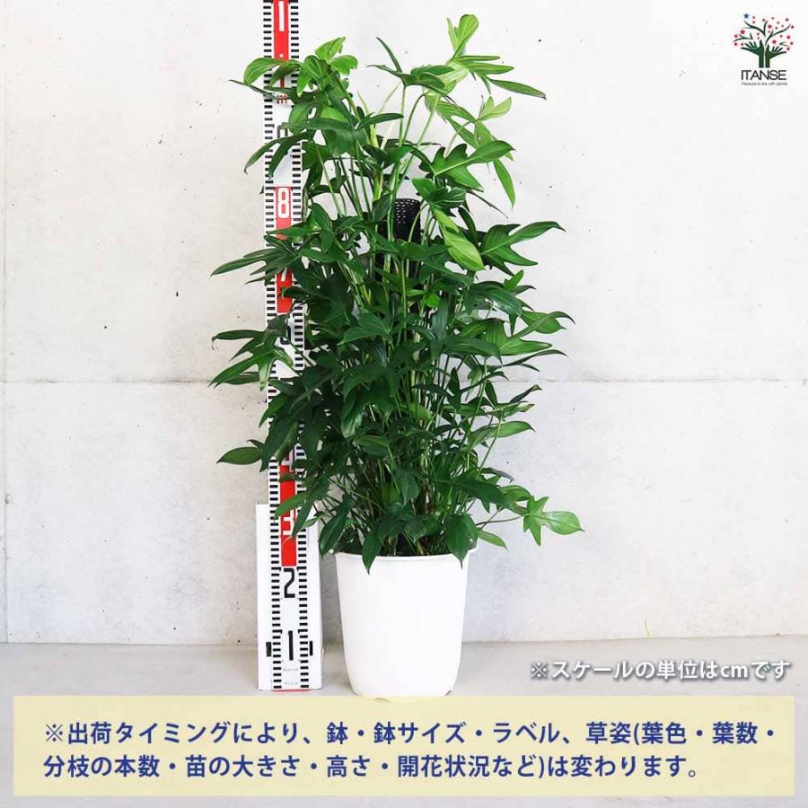 フィロデンドロン ヤッコカズラ 【観葉植物 8号／1個売り】
