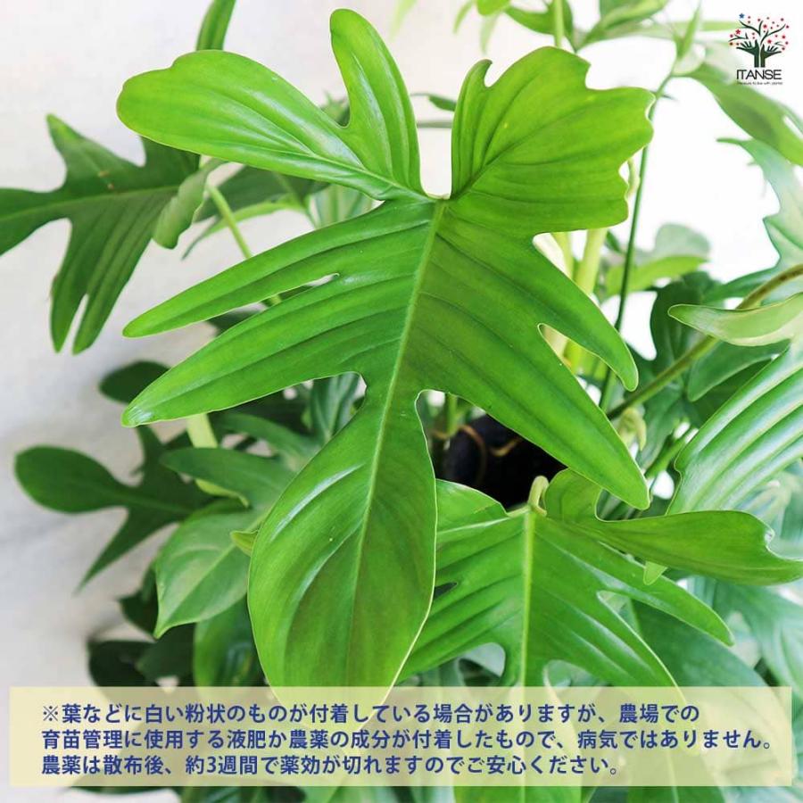 フィロデンドロン ヤッコカズラ 【観葉植物 8号／1個売り】