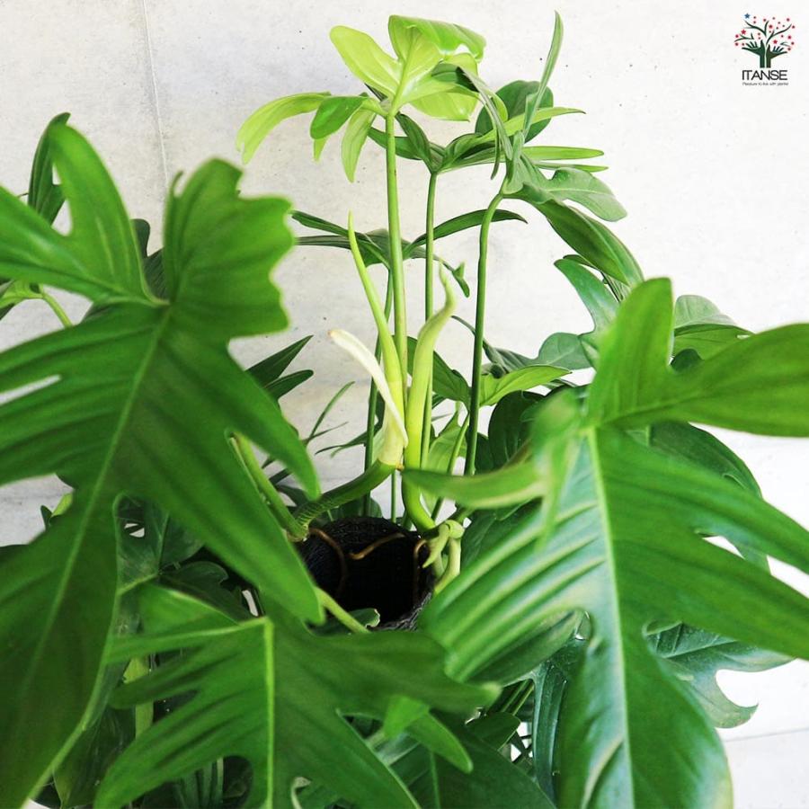 フィロデンドロン ヤッコカズラ 【観葉植物 8号／1個売り】