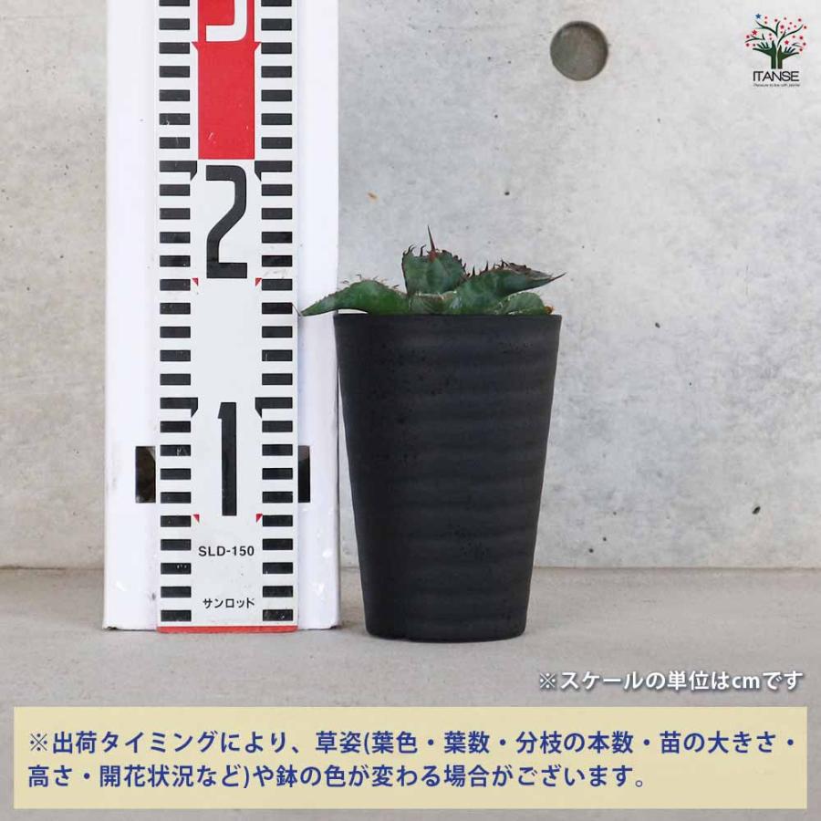 アガベ　チタノタ　ブルー　多肉植物　観葉植物 アガベ チタノタ・ブルー 【多肉植物 3.5号鉢／1個売り】 : shopooo by
