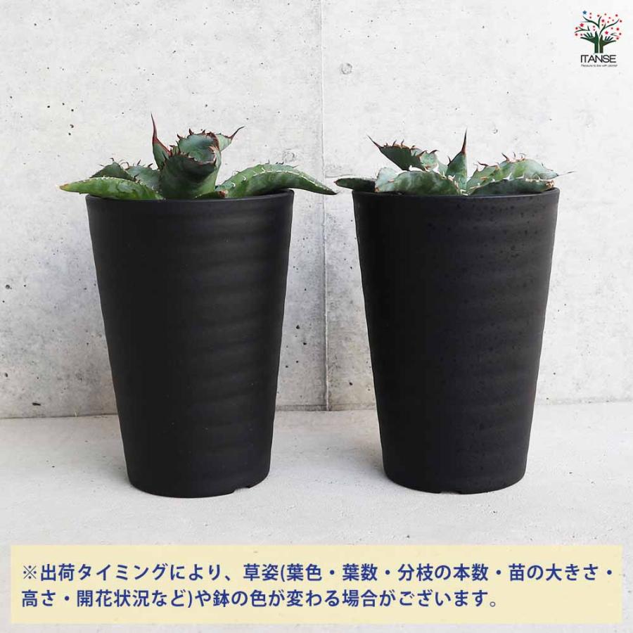 アガベ チタノタ・ブルー 【多肉植物 3.5号鉢／1個売り】 : shopooo by