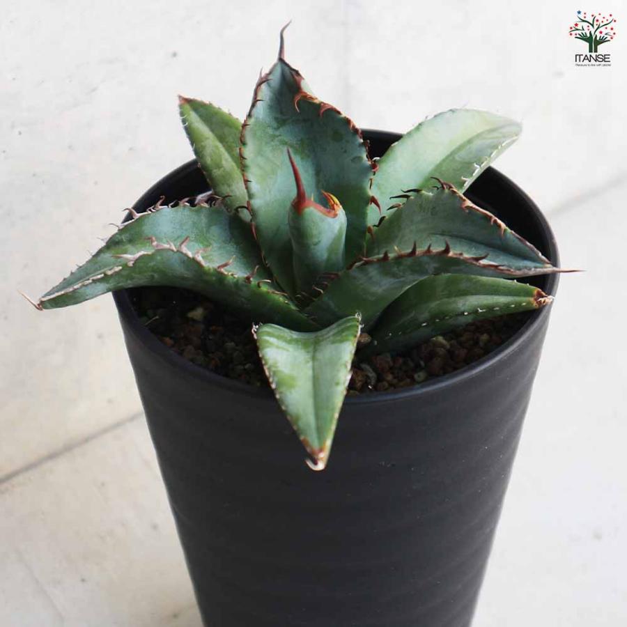アガベ　チタノタブルー　大株　澪標　N/OH by shopooo : 3.5号鉢／1個売り】 【多肉植物 チタノタ・ブルー アガベ 鉢付き アガベ