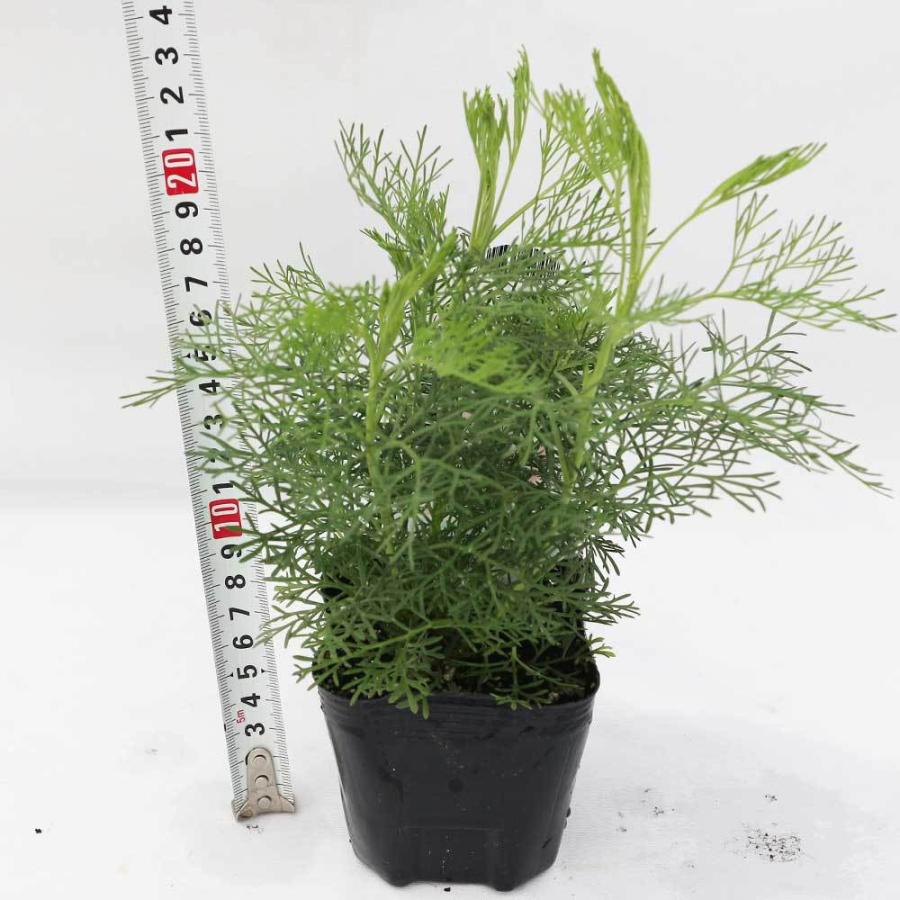 送料無料 蚊よらず アルテメシア サザンウッド ハーブ苗 9cmポット お買い得9個セット 蚊よらず苗 虫除けの苗 虫除けのハーブ 蚊よらずの苗 虫よけハーブ 1 Itanse 1155 Shopooo By Gmo 通販 Yahoo ショッピング