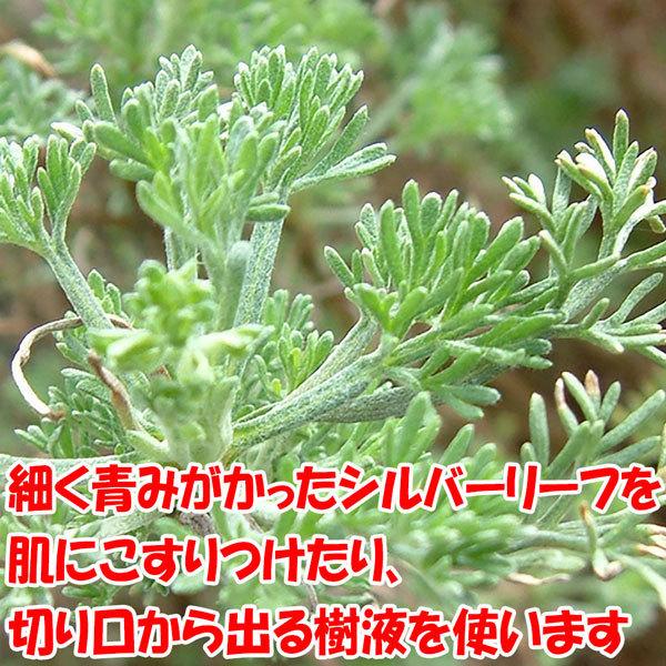 送料無料 蚊よらず アルテメシア サザンウッド ハーブ苗 9cmポット お買い得9個セット 蚊よらず苗 虫除けの苗 虫除けのハーブ 蚊よらずの苗 虫よけハーブ 1 Itanse 1155 Shopooo By Gmo 通販 Yahoo ショッピング