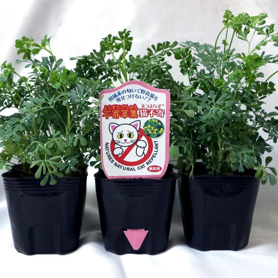 送料無料 ネコよらず ルー ハーブ苗 9cmポット お買い得6個セット ねこよらず苗 猫寄らず苗 ネコヨラズ ヘンルーダ苗 猫よけ 猫対策 猫除けのハーブ 天然 1 Itanse 1156 Shopooo By Gmo 通販 Yahoo ショッピング