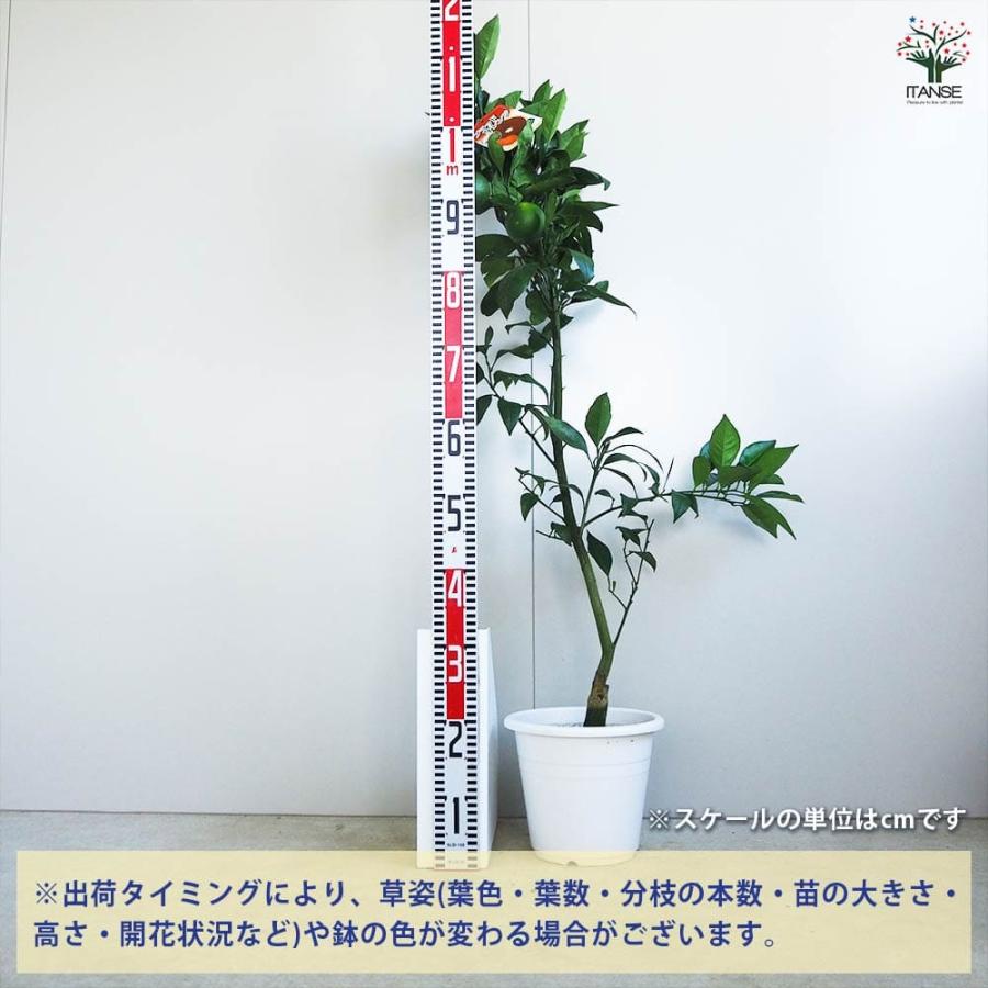 4年生 ブラッドオレンジ接木苗／タロッコ 樹高110cm 現品のお届けの 
