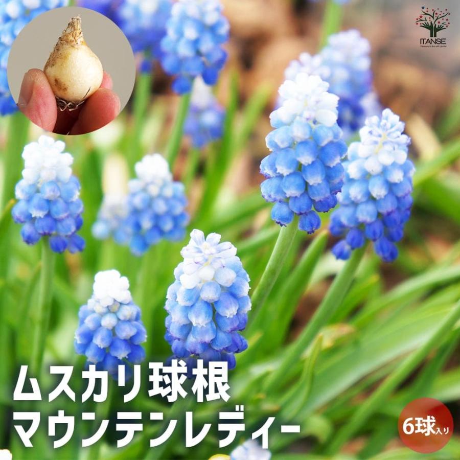 6月発送ご希望 ムスカリ球根 球根 ムスカリ マウンテンレディー 【花球根 6球／1個売り】 : shopooo