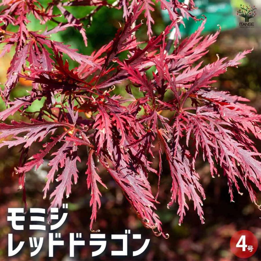 モミジ レッドドラゴン 【花木苗 4号／1個売り】 : shopooo by GMO