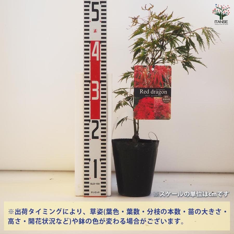 モミジ レッドドラゴン 【花木苗 4号／1個売り】 : shopooo by GMO