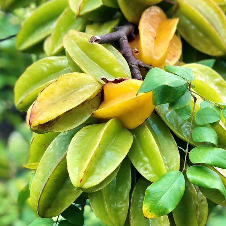 Shopooo By Gmoの 送料無料 スターフルーツの苗木 果樹苗 1年生接木苗 21cmポット 1個 スターフルーツ苗 五斂子 ゴレンシ ごれんし カタバミ科 楊桃 羊桃 サラダ ピクルス 砂 1 Itanse 1172ならyahoo ショッピング ランキングや口コミも豊富な