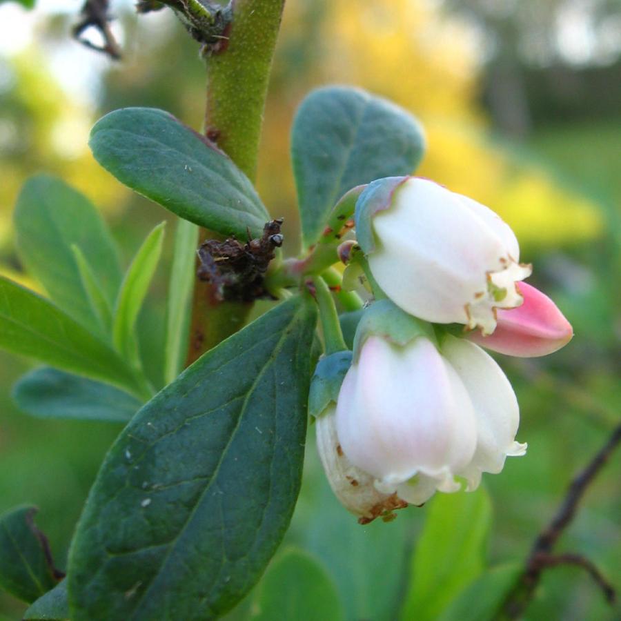 367円 最大63 Offクーポン アウトレット 常盤薬品工業 ビタシー タウリン1000mg 1セット