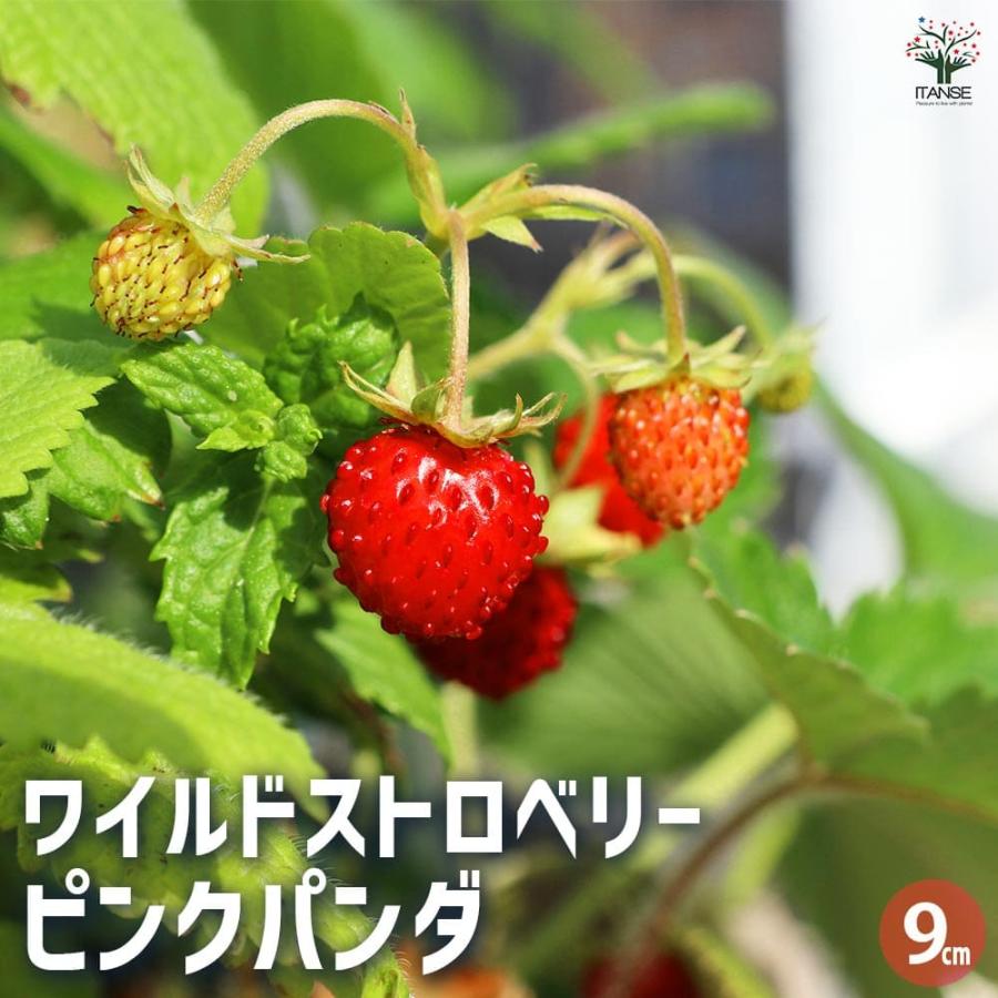 ワイルドストロベリー ピンクパンダ 【野菜の苗 9cm／お買い得2個