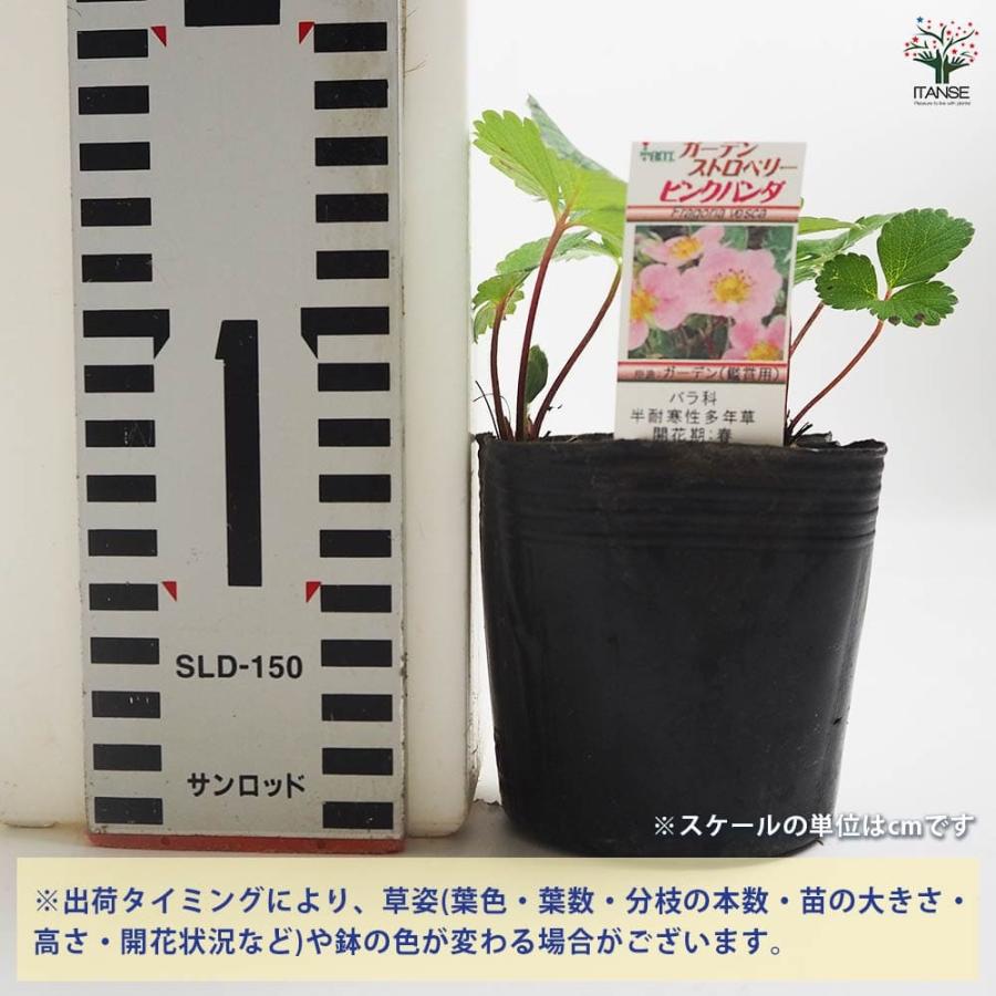 ワイルドストロベリー ピンクパンダ 【野菜の苗 9cm／お買い得2個