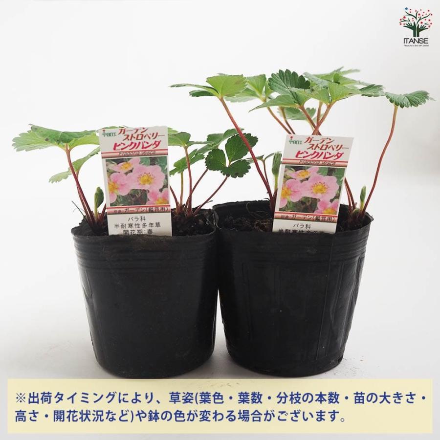 ワイルドストロベリー ピンクパンダ 【野菜の苗 9cm／お買い得2個