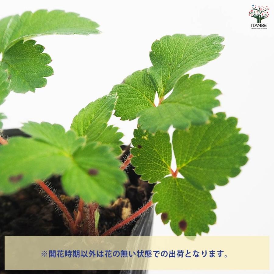 ワイルドストロベリー ピンクパンダ 【野菜の苗 9cm／お買い得2個