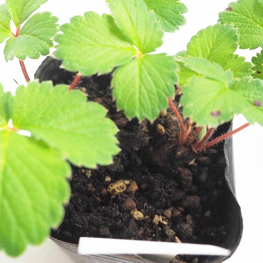 ワイルドストロベリー ピンクパンダ 【野菜の苗 9cm／お買い得2個