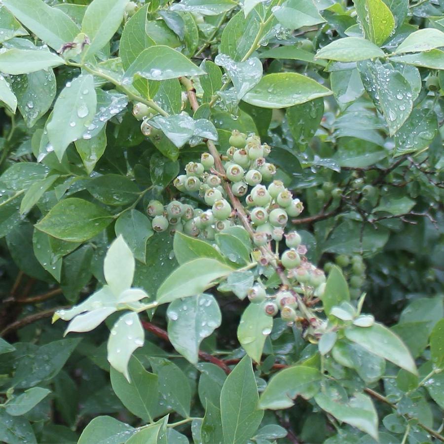 堅実な究極の 送料無料 ラビットアイ系ブルーベリー パウダーブルー 果樹苗 3年生 挿し木苗15cmポット大苗 1個 ブルーベリー苗 ブルーベリー苗木 ぶるーべりー 簡単栽培 Rmladv Com Br