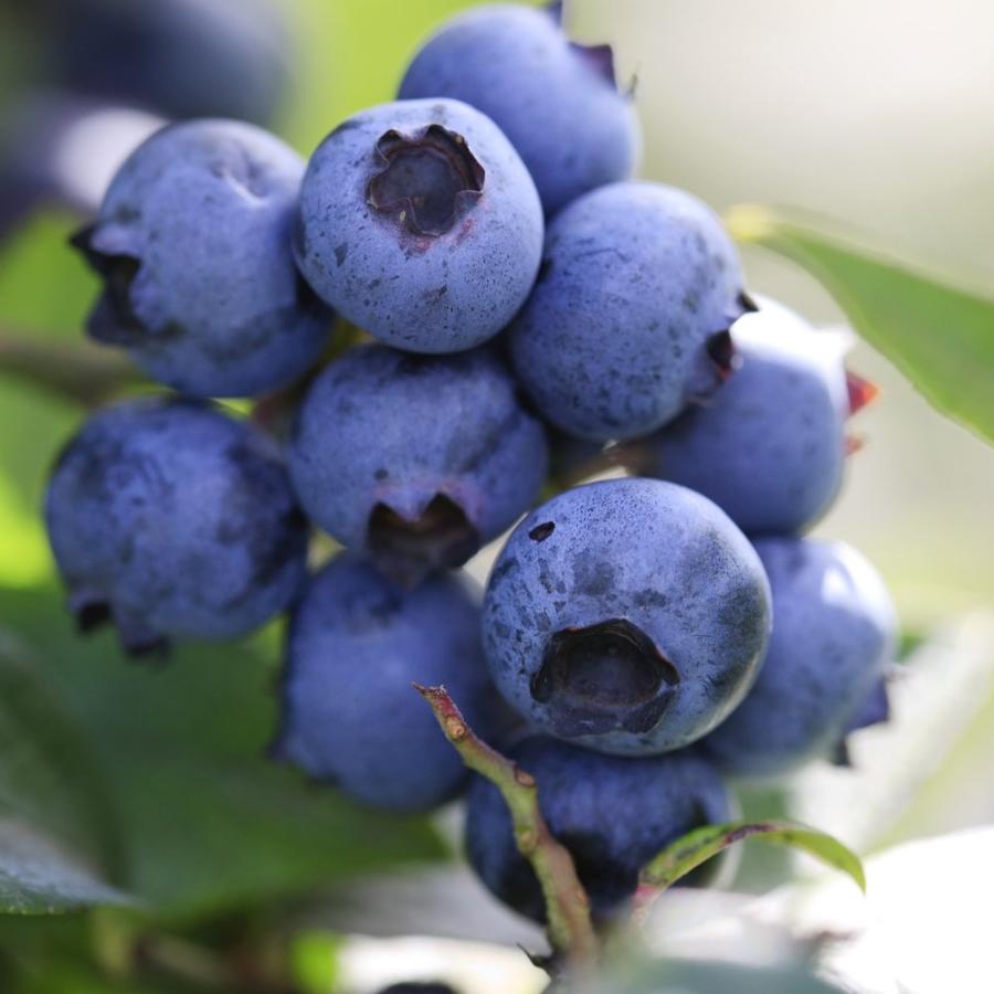 買取り実績 送料無料 ラビットアイ系ブルーベリー デライト 果樹苗 3年生 挿し木苗15cmポット大苗 1個 ブルーベリー苗 ブルーベリー苗木 ぶるーべりー 簡単栽培 ガー