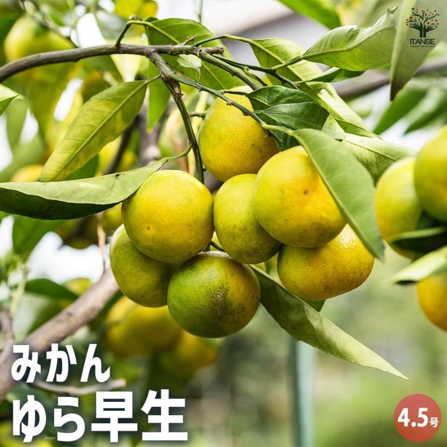 みかんの苗木 ゆら早生 【果樹の苗木 4.5号ポット／1個売り