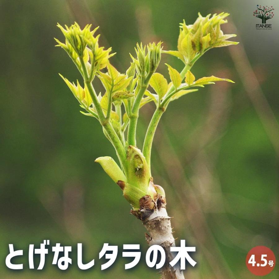 タラの木苗 とげなしタラの木 【果樹の苗木 4.5号ポット／1個売り】 : shopooo by