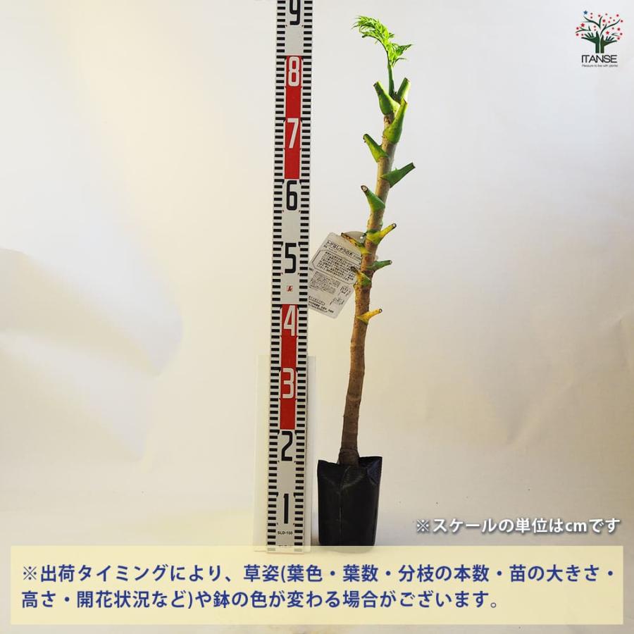 とげなしタラの木 【果樹の苗木 4.5号ポット／1個売り】 : shopooo by