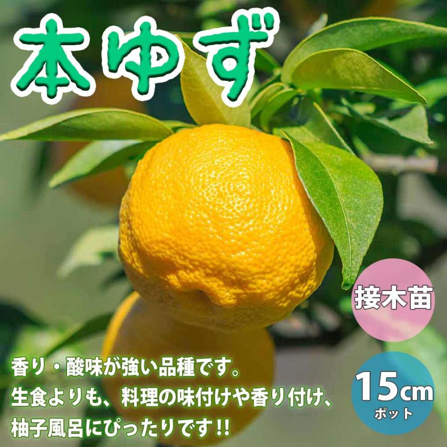 送料無料 本ゆずの苗木 果樹苗 2年生 接木苗15cmポット 1個 ゆず苗 ゆずの苗 柚子苗 ユズ苗 柑橘苗 農園 庭植え 趣味 園芸 花木 植木 庭木 鉢植え シンボ 1 Itanse 1196 Shopooo By Gmo 通販 Yahoo ショッピング