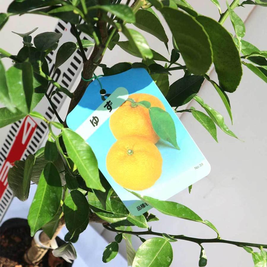 送料無料 本ゆずの苗木 果樹苗 2年生 接木苗15cmポット 1個 ゆず苗 ゆずの苗 柚子苗 ユズ苗 柑橘苗 農園 庭植え 趣味 園芸 花木 植木 庭木 鉢植え シンボ 1 Itanse 1196 Shopooo By Gmo 通販 Yahoo ショッピング