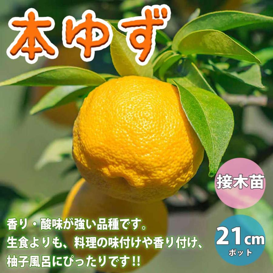 送料無料 本ゆずの苗木 果樹苗 3年生 接木苗21cmポット 1個 ゆず苗 ゆずの苗 柚子苗 ユズ苗 柑橘苗 農園 庭植え 趣味 園芸 花木 植木 庭木 鉢植え シンボ 1 Itanse 1197 Shopooo By Gmo 通販 Yahoo ショッピング