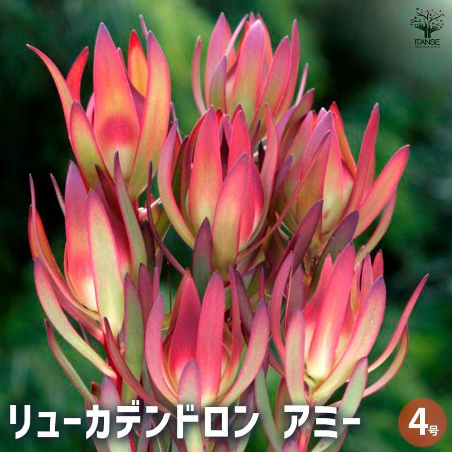 リューカデンドロン アミー 【花木苗 4号鉢／1個売り】 : shopooo by