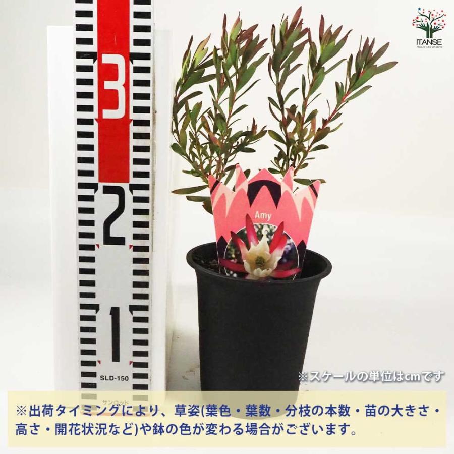 リューカデンドロン アミー 【花木苗 4号鉢／1個売り】 : shopooo by