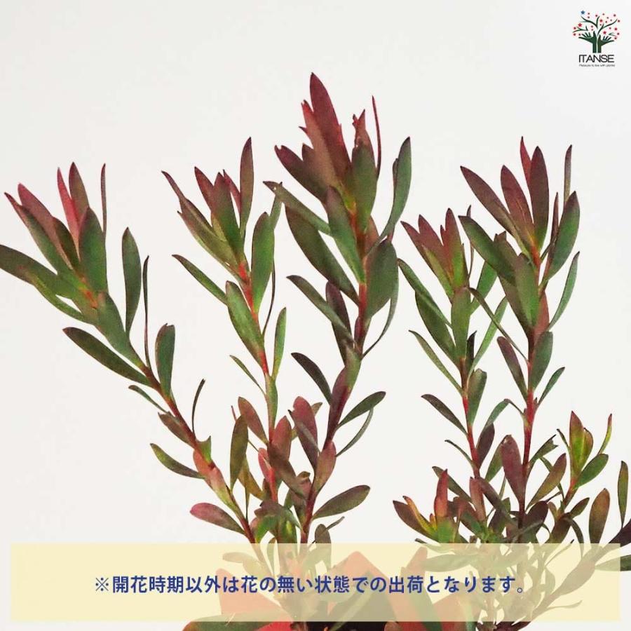 リューカデンドロン アミー 【花木苗 4号鉢／1個売り】 : shopooo by
