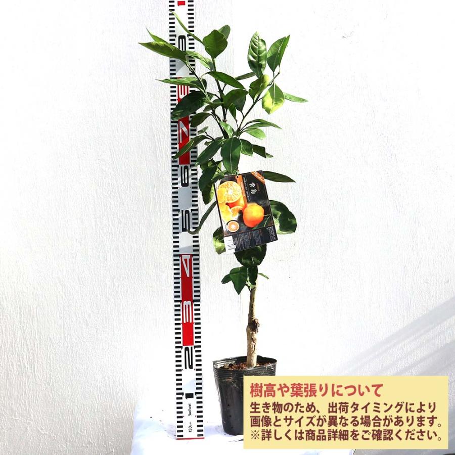 みかんの苗木の苗木 青島【果樹苗 2年生 接木苗15cmポット／1個