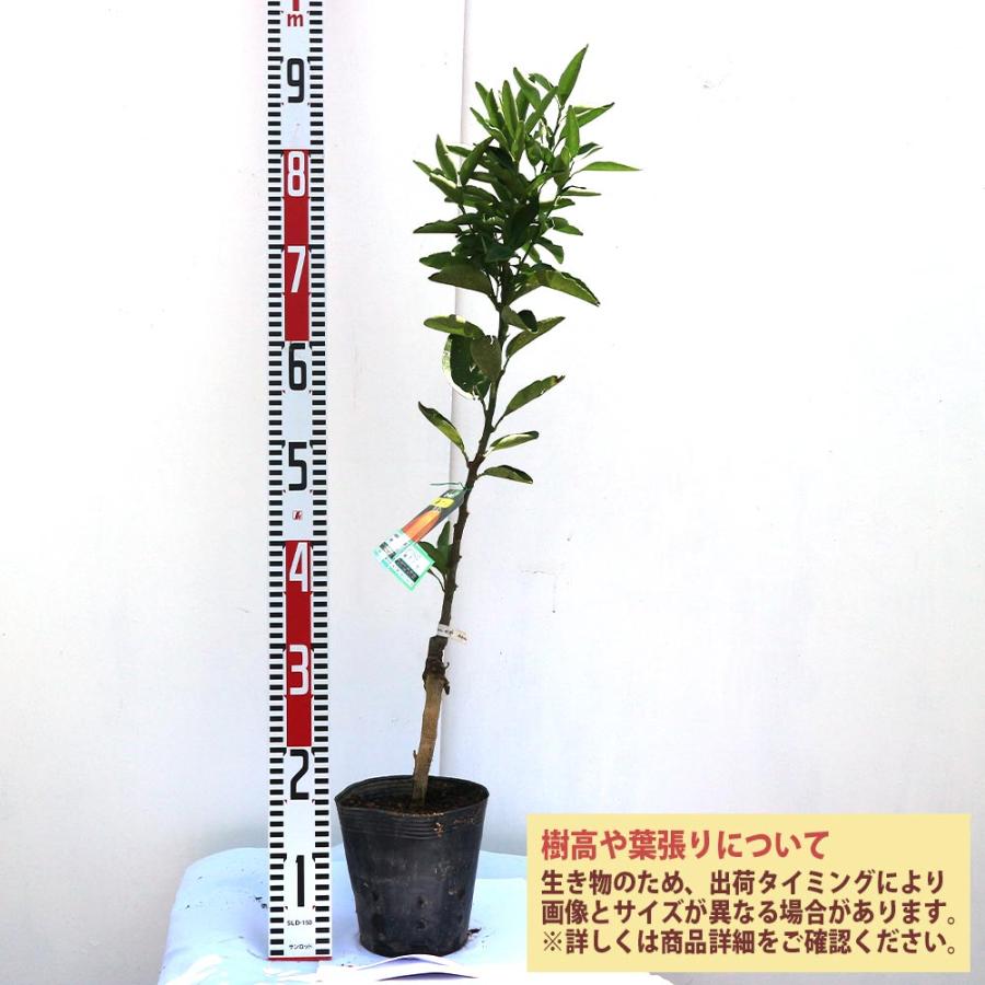 みかんの苗木 せとか【果樹苗 2年生 接木苗15cmポット／1個