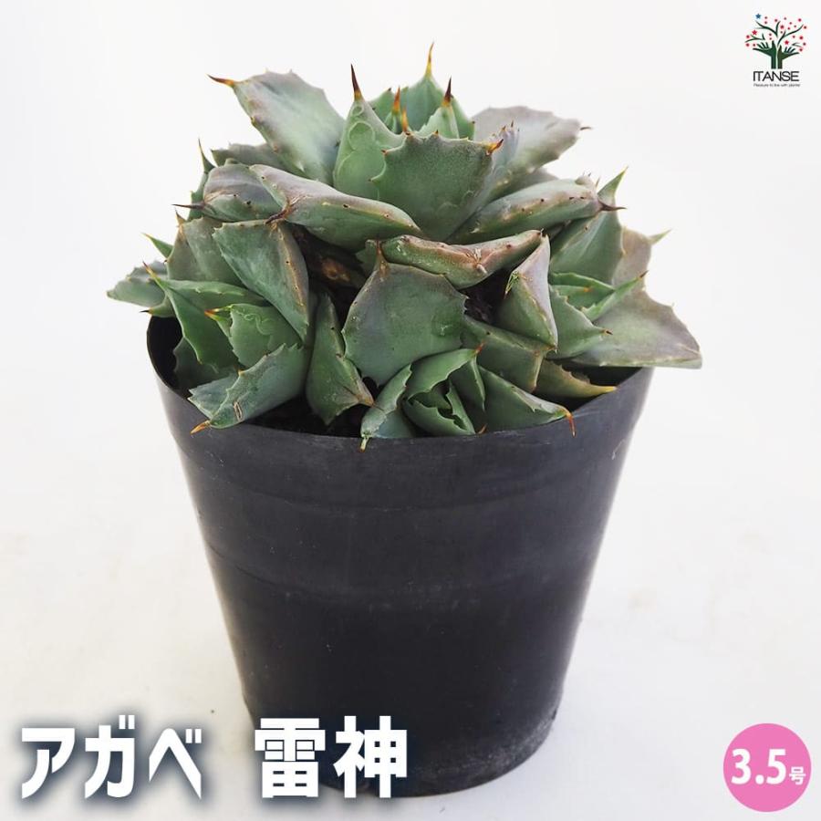 アガベ 雷神 【多肉植物 3.5号鉢／1個売り】 : shopooo by GMO - 通販