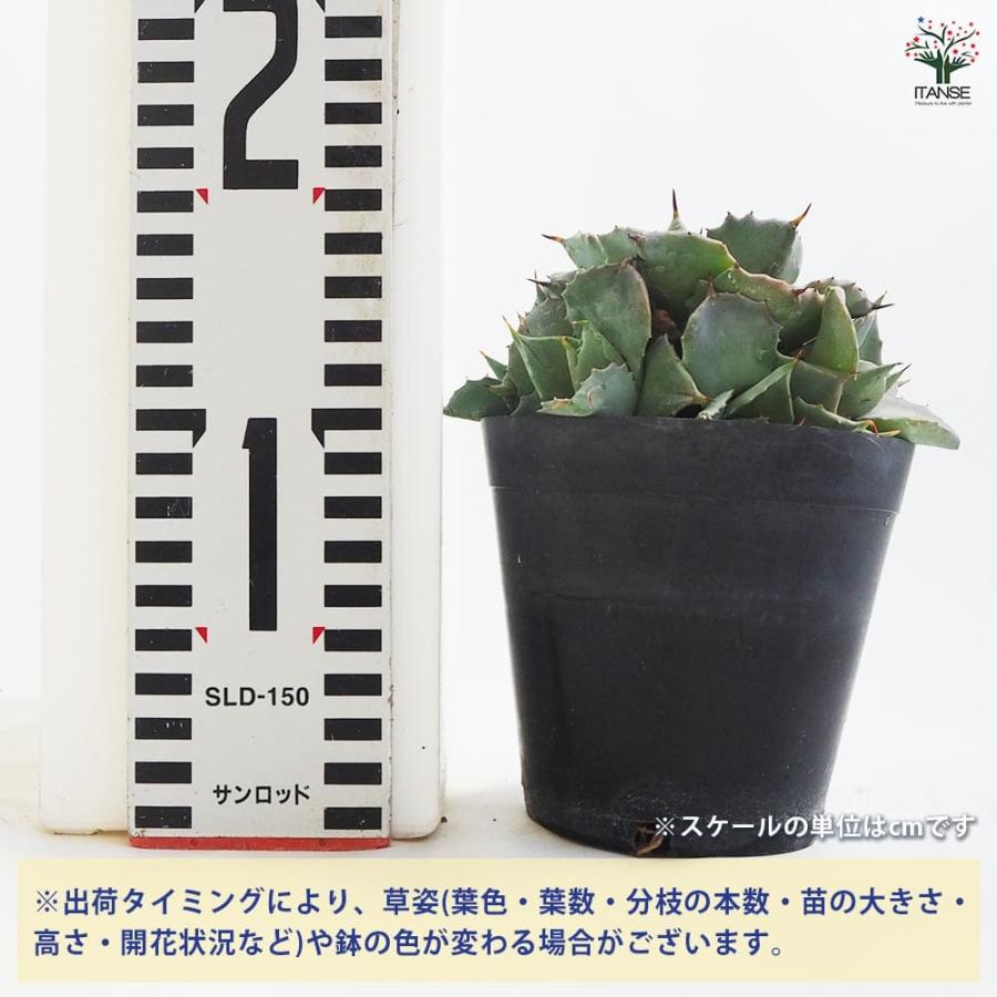 アガベ 雷神 【多肉植物 3.5号鉢／1個売り】 : shopooo by GMO - 通販