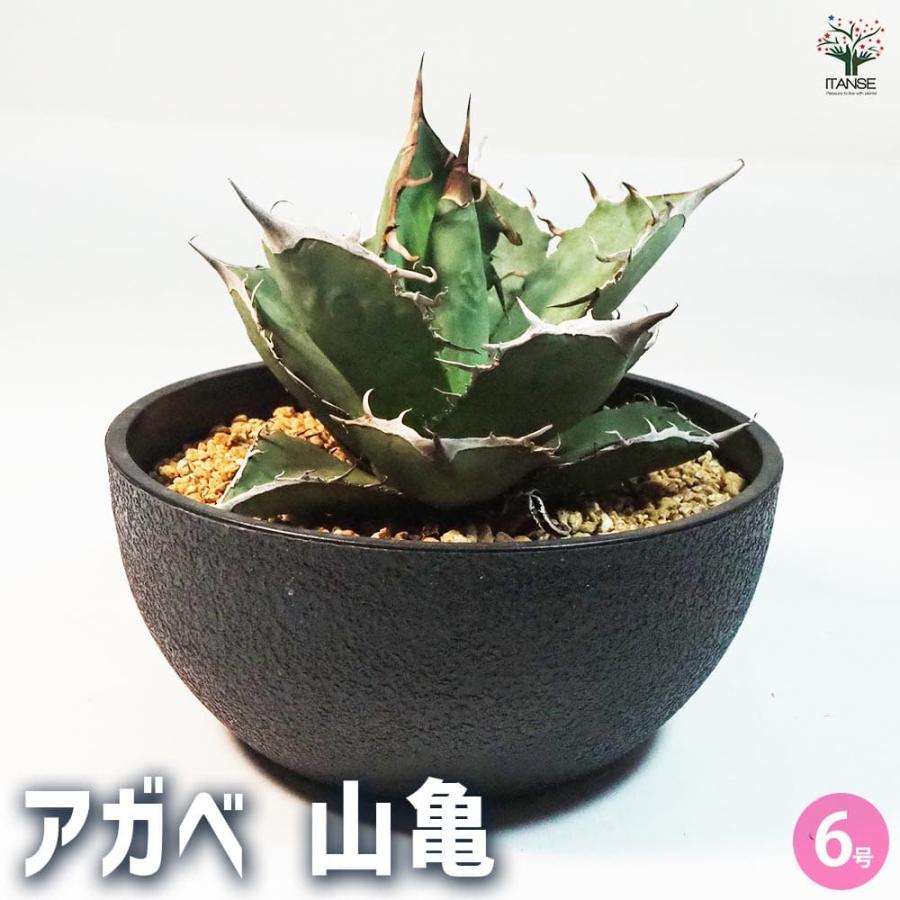 アガベ 山亀 【多肉植物 6号鉢／1個売り】 : shopooo by GMO - 通販