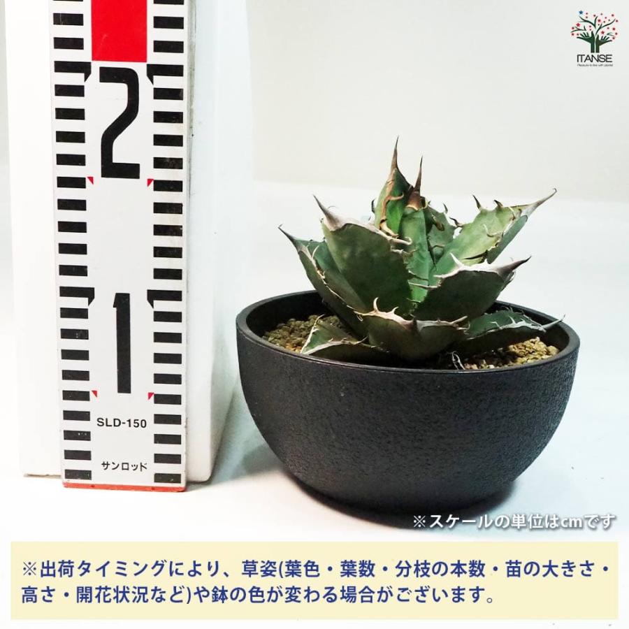 観葉植物 アガベ 大株 高さ60cm おしゃれな鉢付き