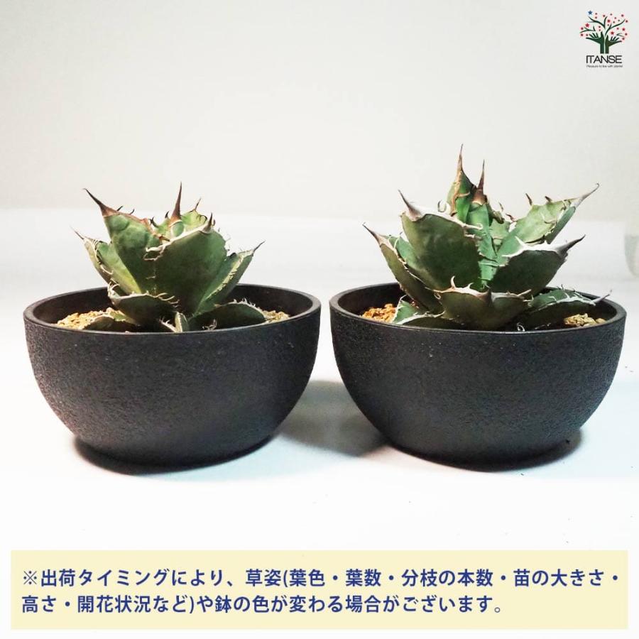 アガベ 山亀 【多肉植物 6号鉢／1個売り】 : shopooo by GMO - 通販