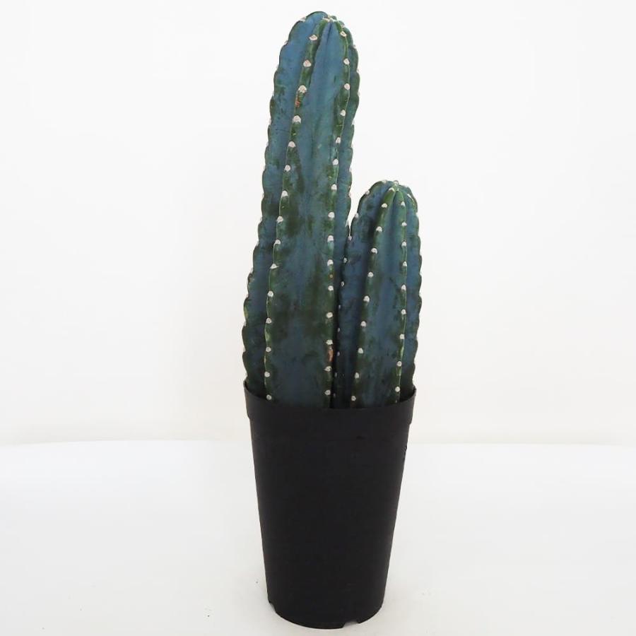 柱サボテン　2本 柱サボテン 2本植え 【多肉植物 7号鉢／1個売り】 : shopooo by GMO