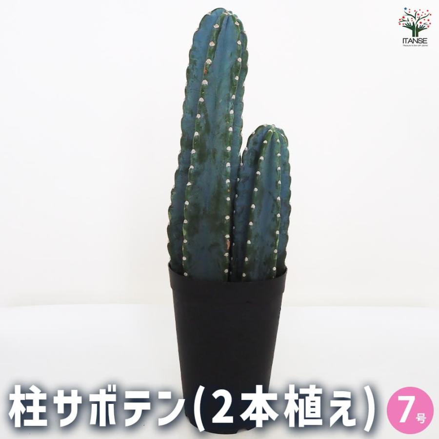柱サボテン 2本植え 【多肉植物 7号鉢／1個売り】 : shopooo by GMO