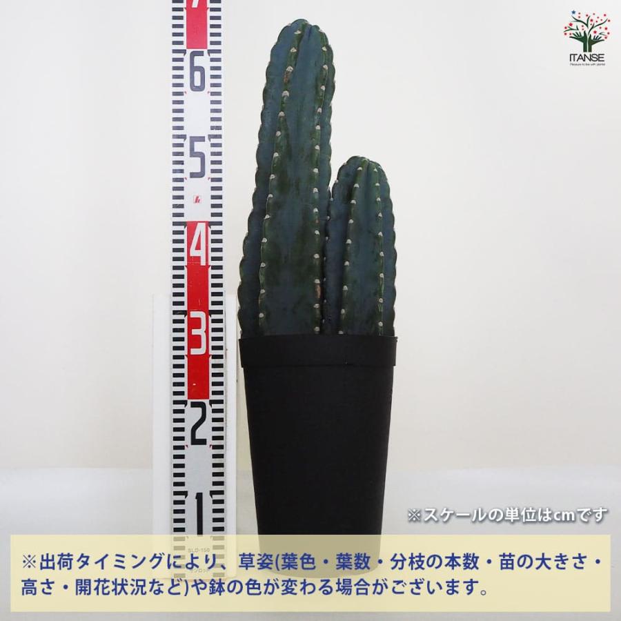 柱サボテン 2本植え 【多肉植物 7号鉢／1個売り】 : shopooo by GMO