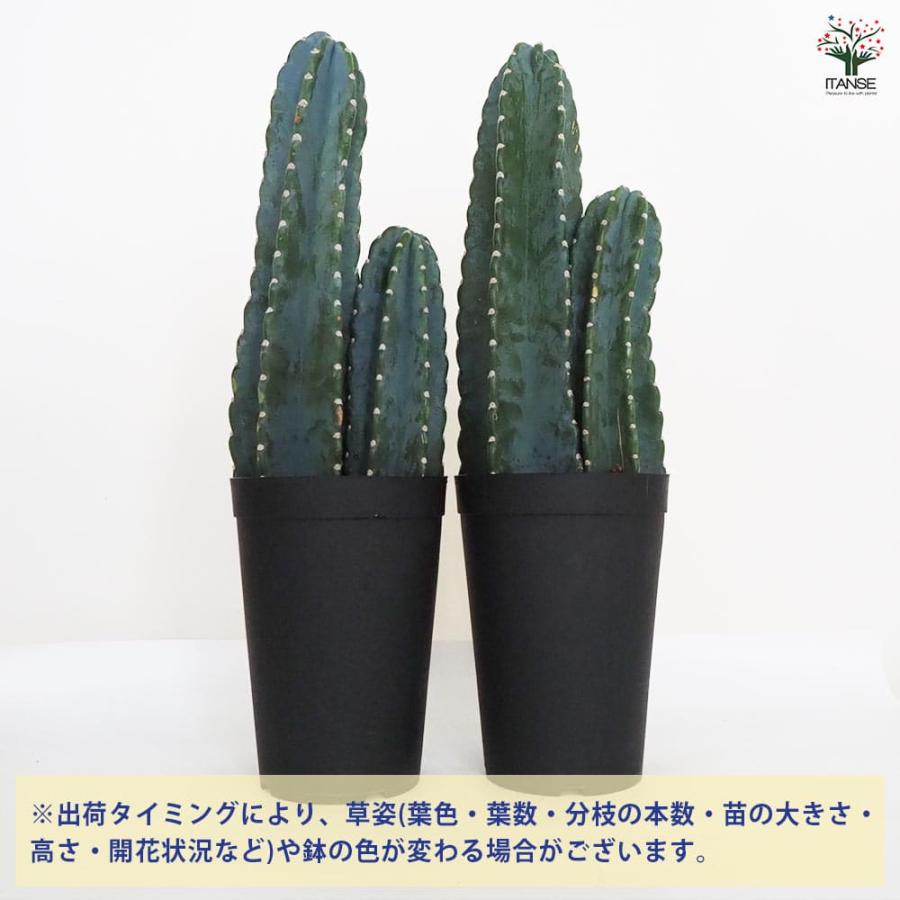 柱サボテン 2本セット 柱サボテン 2本植え 【多肉植物 7号鉢／1個売り】 : shopooo by GMO