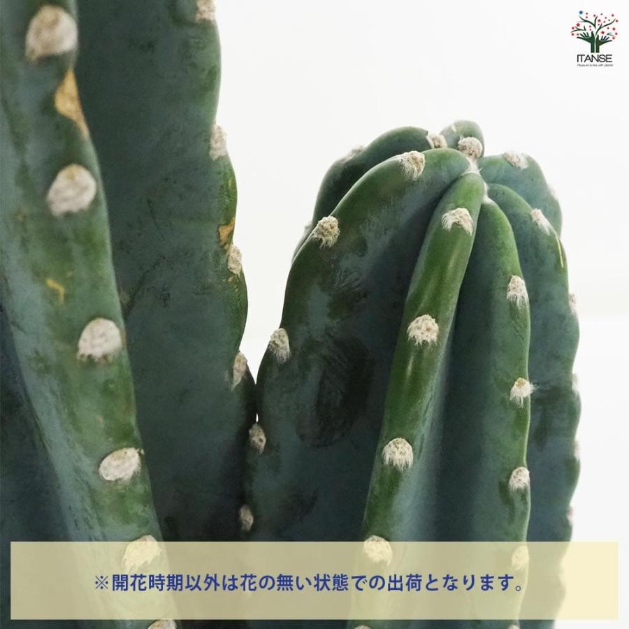 柱サボテン 2本植え 【多肉植物 7号鉢／1個売り】 : shopooo by GMO
