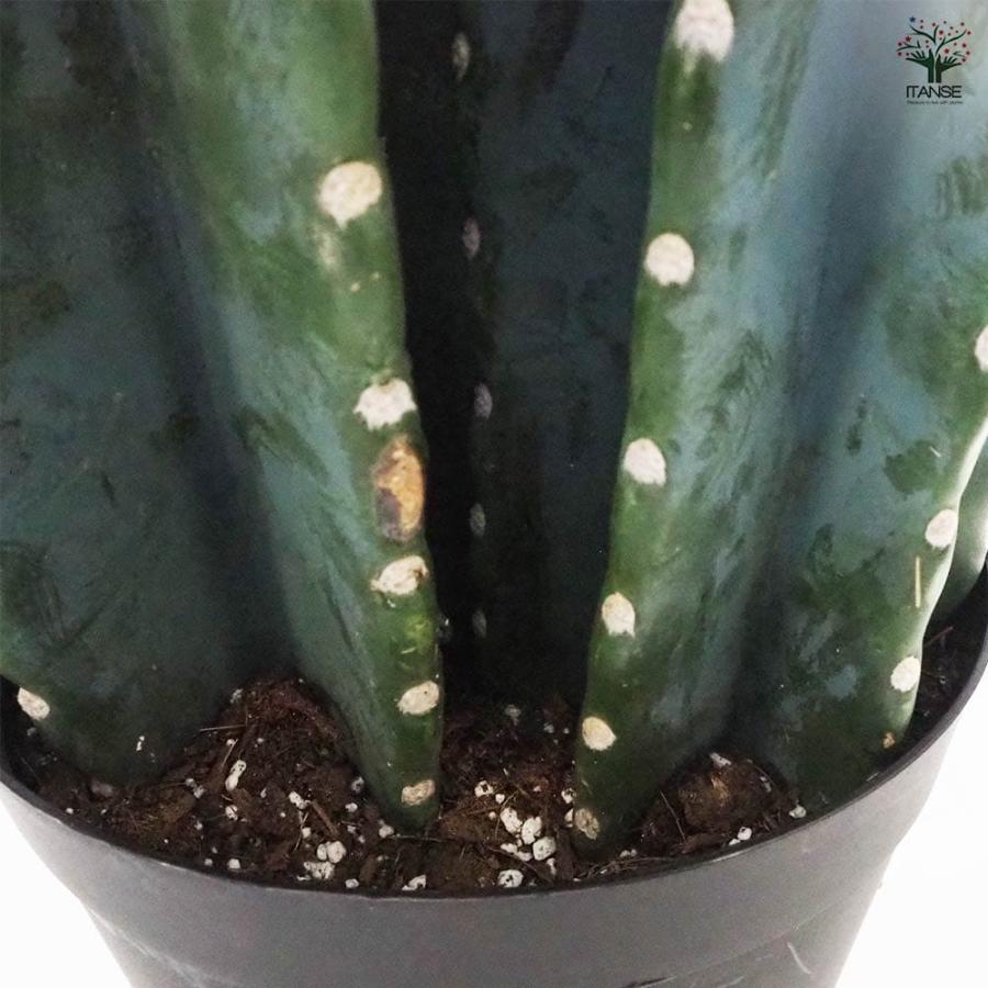 柱サボテン 2本植え 【多肉植物 7号鉢／1個売り】 : shopooo by GMO