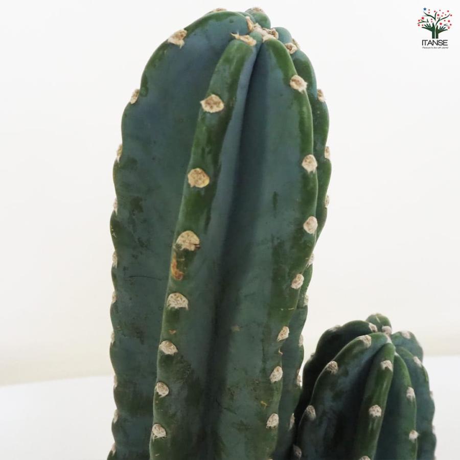 柱サボテン 2本植え 【多肉植物 7号鉢／1個売り】 : shopooo by GMO