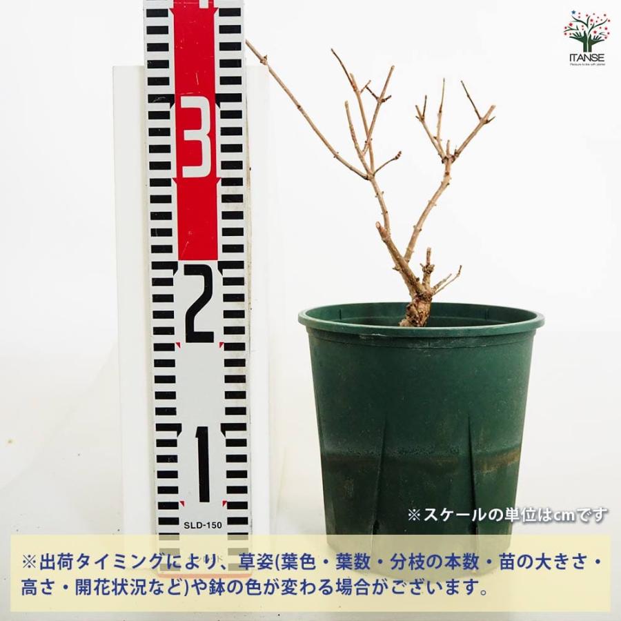 2025.9.追加ありピラミッドあじさい内容説明ご予約ページ（読む所から