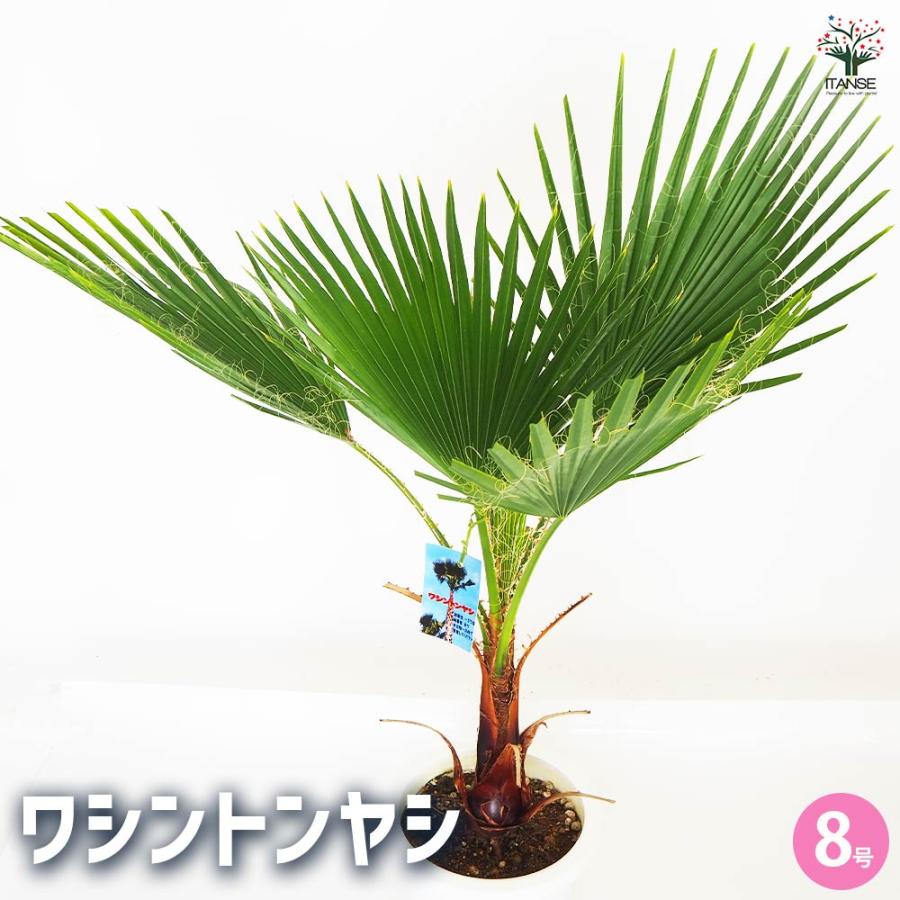 観葉植物　ワシントンヤシ 観葉植物 ワシントンヤシ 【観葉植物 8号／1個売り】 : shopooo by GMO
