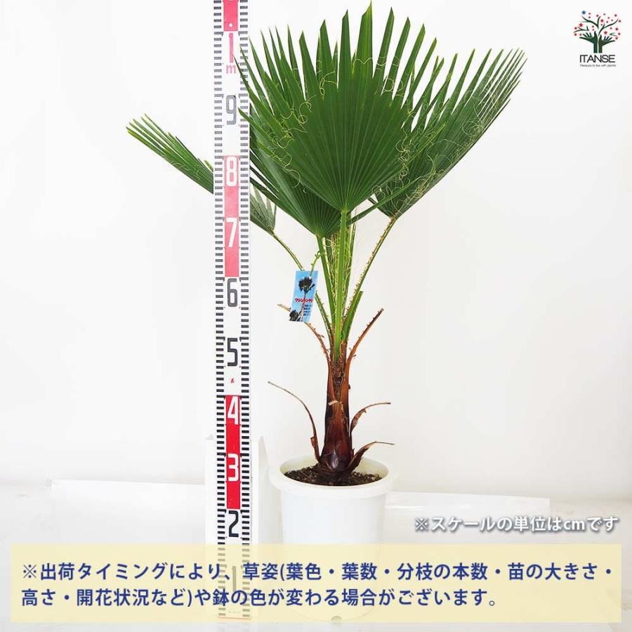 観葉植物 ワシントンヤシ 【観葉植物 8号／1個売り】 : shopooo by GMO