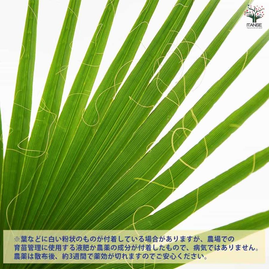 観葉植物 ワシントンヤシ 【観葉植物 8号／1個売り】 : shopooo by GMO